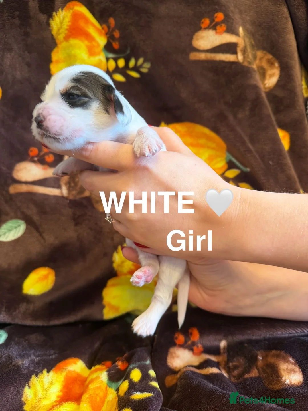 Cocker Spaniel dogs for sale: Gorgeous Cocker Spaniel Puppies - Advert 2