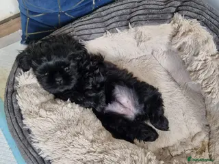 Shih Tzu dogs 💖 Imperial Shih Tzu Puppies black girl&1 boy - Advert 11