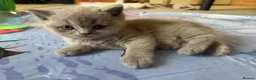 British Shorthair cats for sale: Gorgeous British Shorthair Kittens🐾💙 - Advert 11