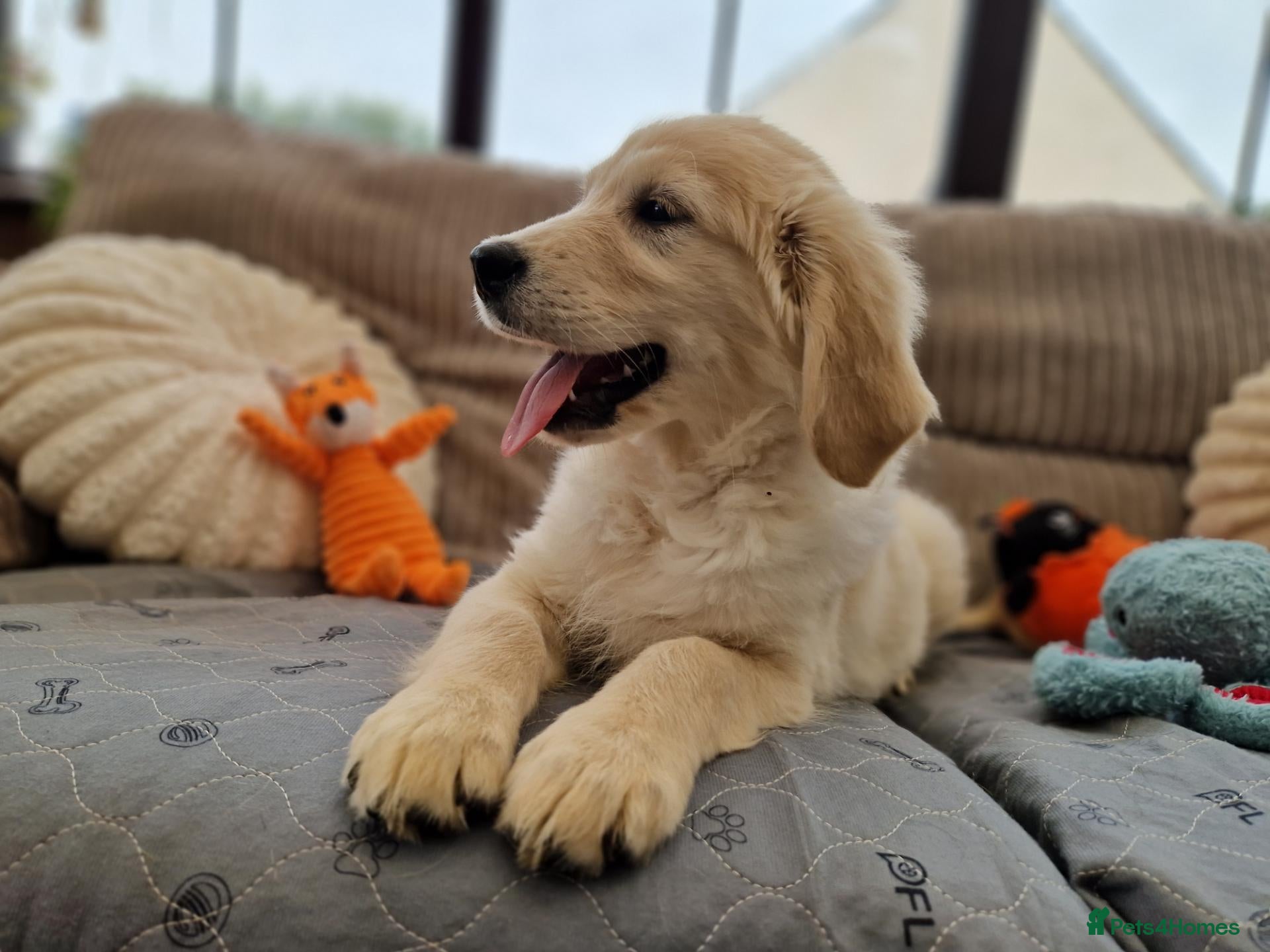 Golden Retriever dogs for sale: Quality Golden Retriever Puppies - Advert 1