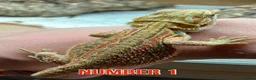 Bearded Dragon reptiles for sale: Last Few Baby Bearded Dragons For Sale! - Advert 2