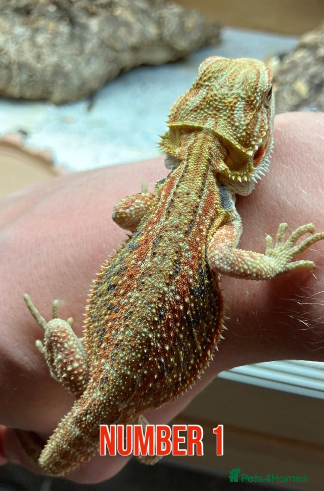 Bearded Dragon reptiles for sale: Last Few Baby Bearded Dragons For Sale! - Advert 2