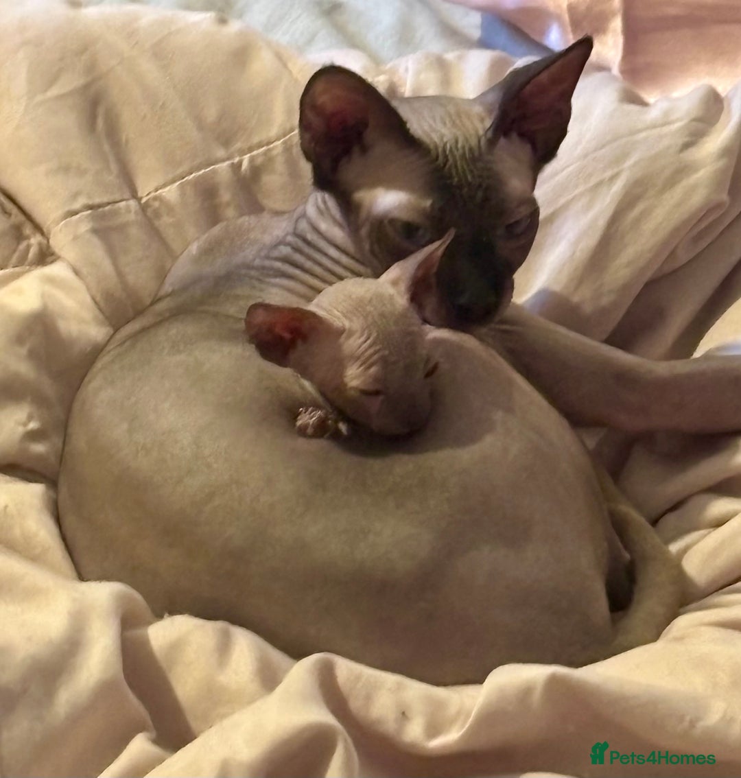 Sphynx cats for sale: female sphynx kitten - Image 7