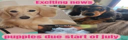 Miniature Dachshund dogs for sale: ❤️KC registered miniature dachshund puppies❤️ - Advert 3