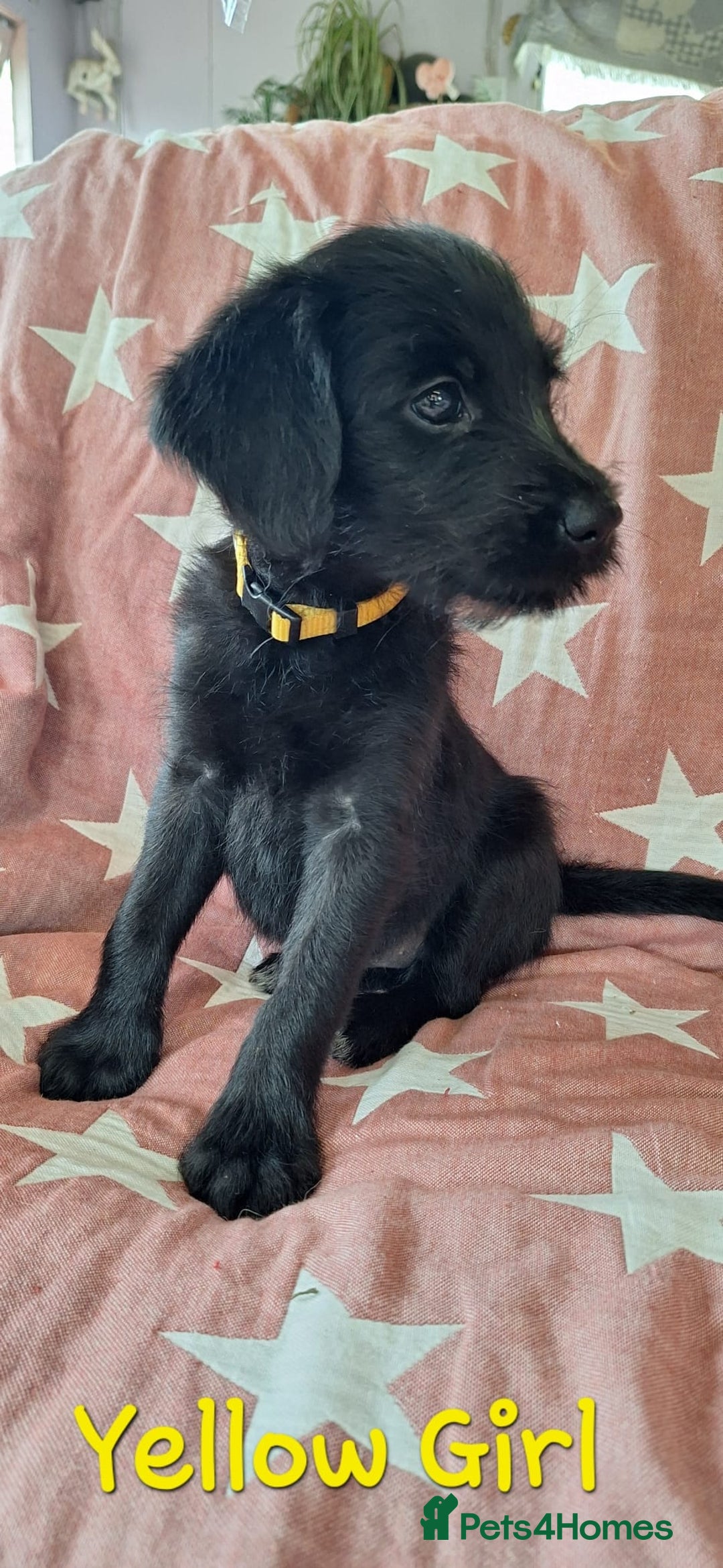 Labradoodle dogs for sale: BEAUTIFUL LABRADOODLE PUPPIES READY NOW  - Image 5