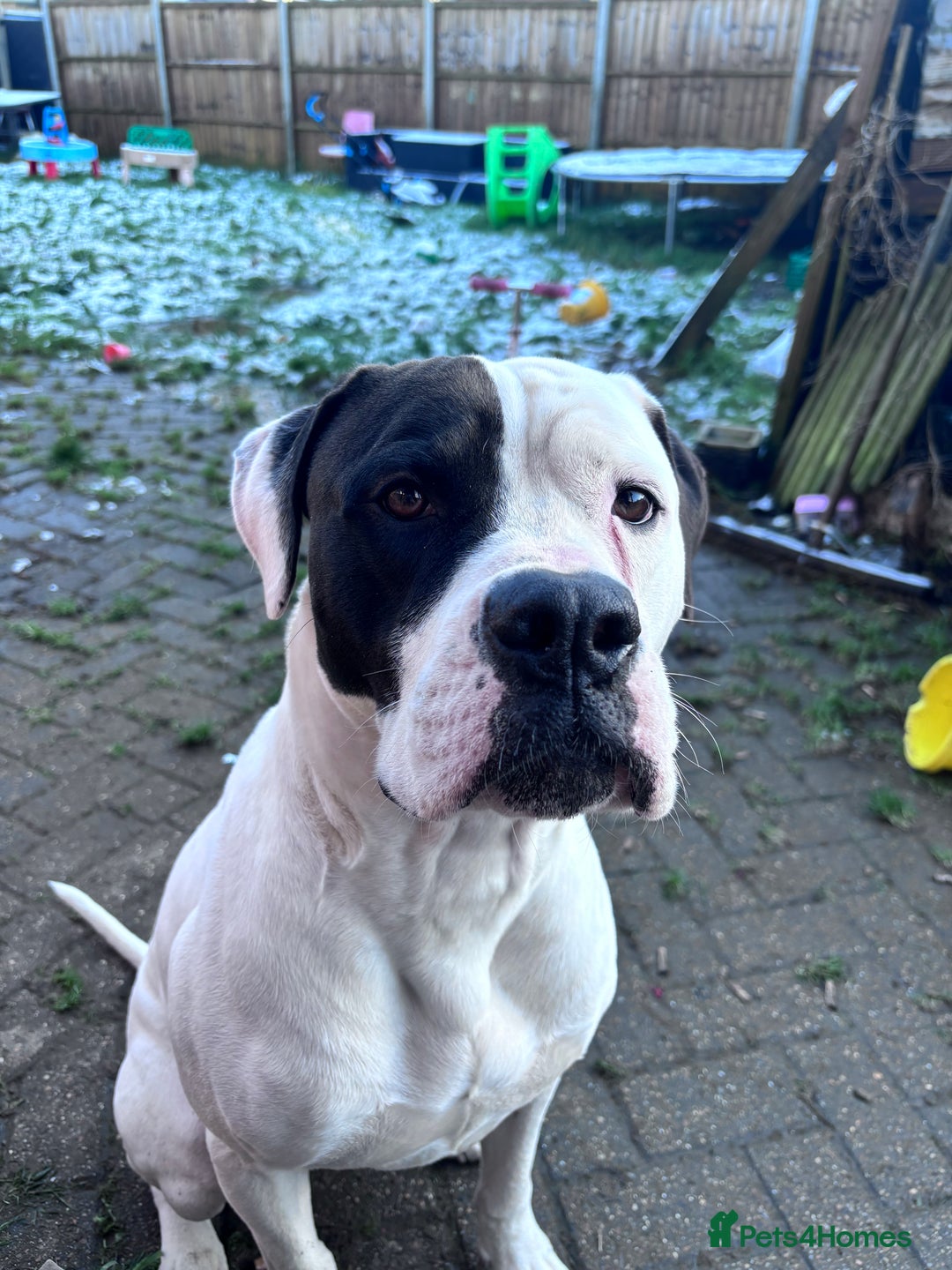 American Bulldog dogs for sale: Albie the American bulldog  - Advert 3