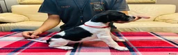 Pointer dogs for sale: Pedigree Pointer Pups - Advert 7