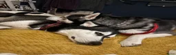 Siberian Husky dogs for sale: Siberian Huskies 12 week old female ready now  - Advert 11