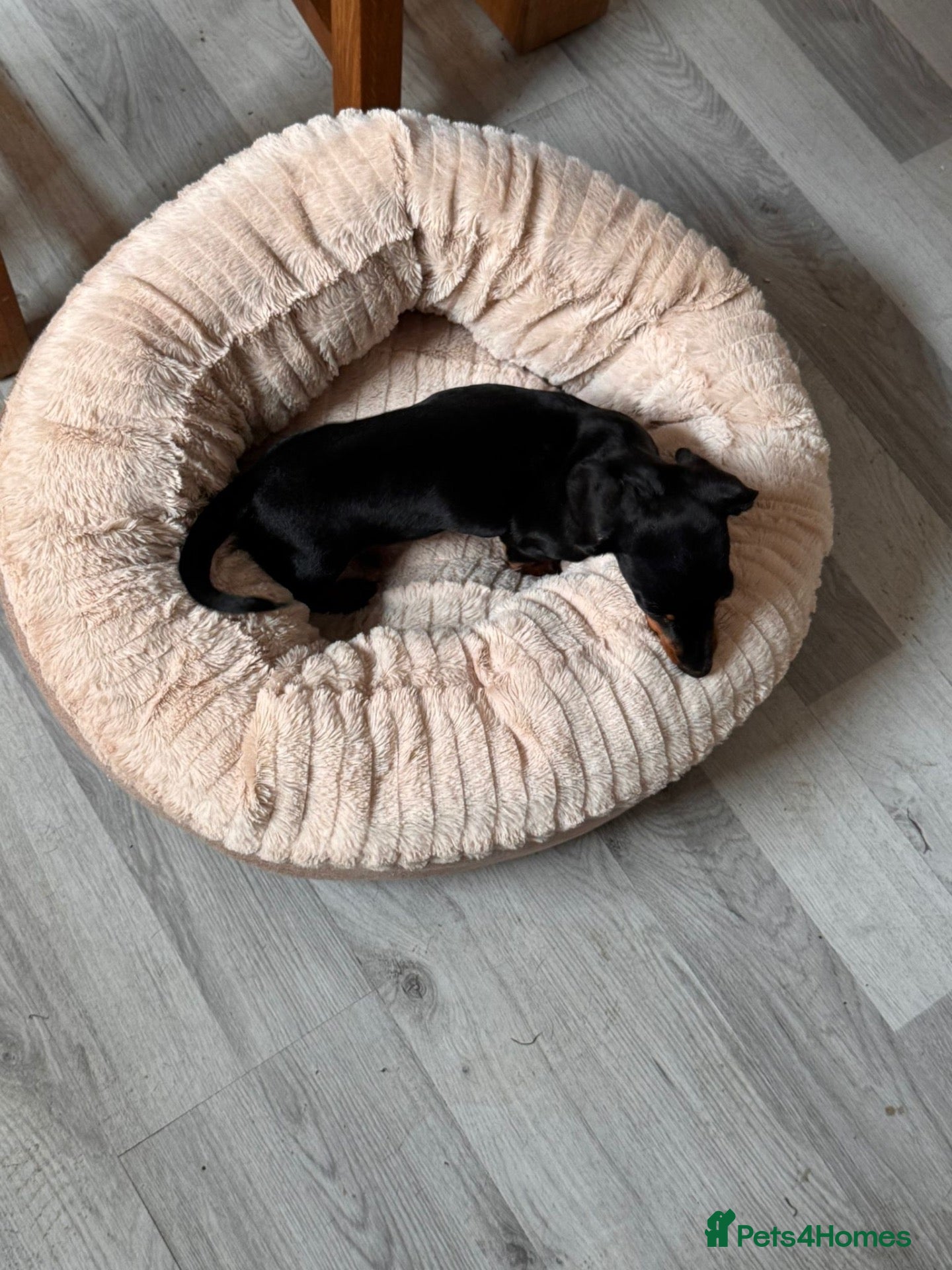Miniature Dachshund dogs 1 y/o mini black and tan female dachshund - Advert 1