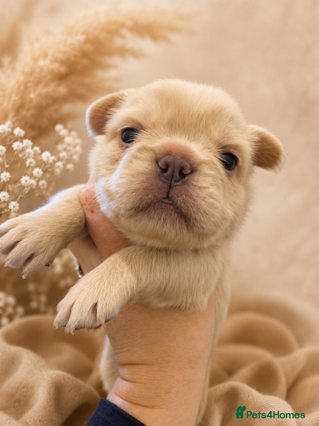French Bulldog dogs Beautiful Mixed colours Fluffy Frenchie Pups - Advert 17