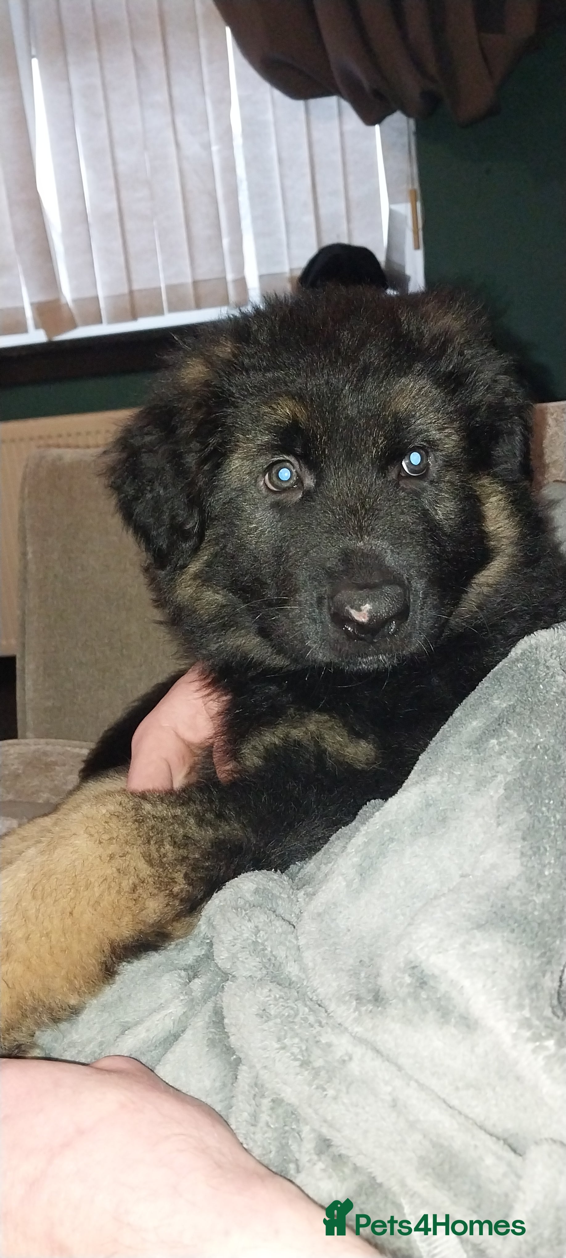 German Shepherd dogs 2 boy german shepherd puppy's  - Advert 4