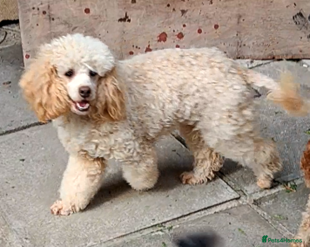 Miniature Poodle dogs for sale: Beautiful poodle pups - Advert 20