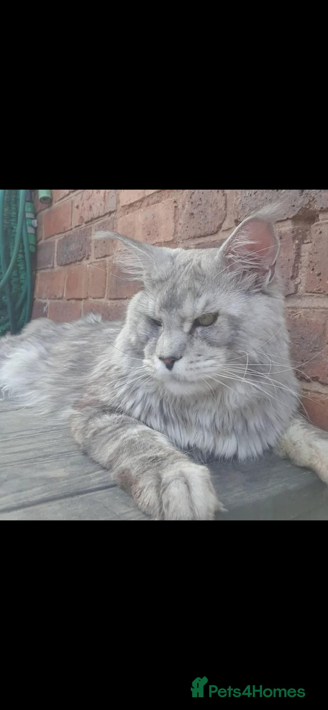 Maine Coon cats for sale: Tica Registered female Maine Coon kittens - Advert 17