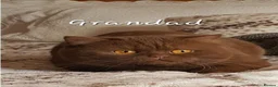 British Shorthair cats for sale: GCCF girl champion line cinnamon tortie ready now - Advert 14