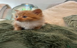 Mixed Breed cats for sale: Extra fluffy kittens - Image 4