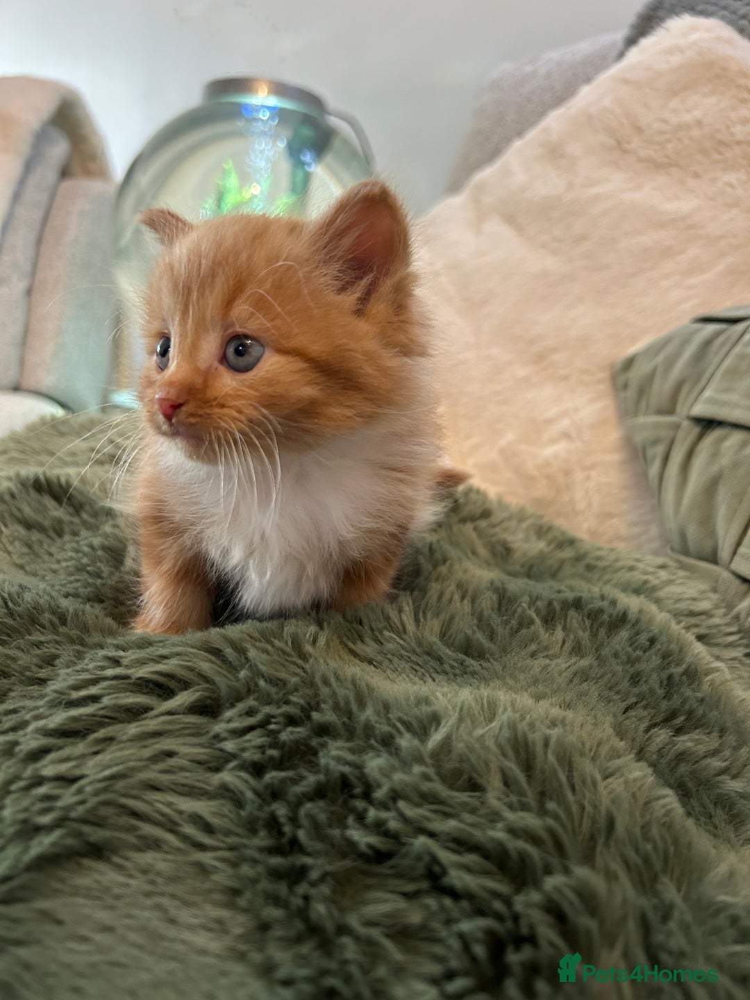 Mixed Breed cats for sale: Extra fluffy kittens - Image 4