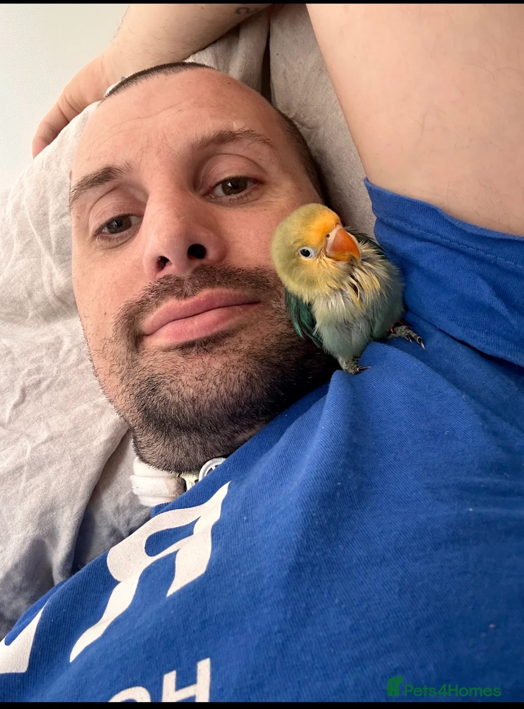 Lovebirds birds for sale: Pair of hand fed love birds - Fischers - Advert 4