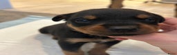 Rottweiler dogs for sale: Rottweiler puppies ready to leave now !!!! - Advert 18