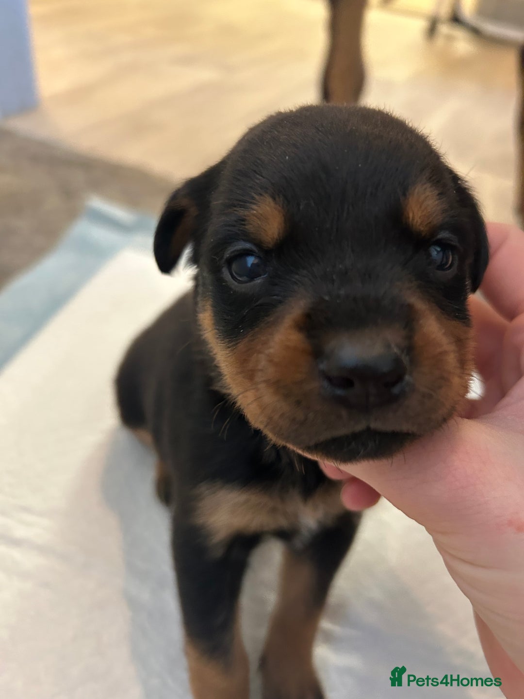 Rottweiler dogs for sale: 2x boys and 6x girls Rottweiler pups  - Image 11