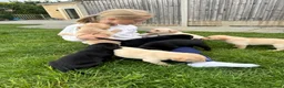 Labrador Retriever dogs for sale: KC Registered Working Labrador Pups  - Advert 20