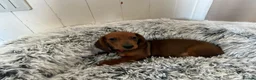 Miniature Dachshund dogs for sale: Miniature dachshund puppies - Advert 28