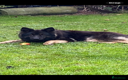 German Shepherd dogs for sale: Chunky Farm bred GSD pups ready now. - Image 15