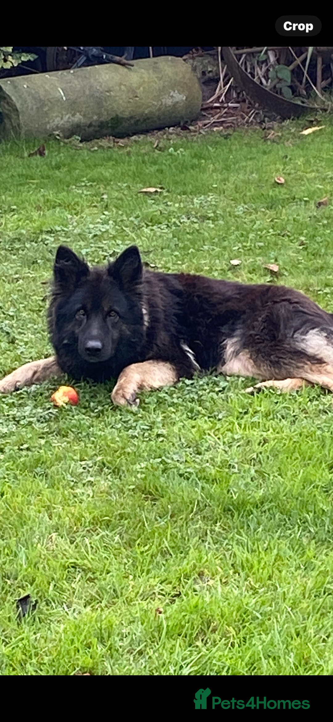 German Shepherd dogs for sale: Chunky Farm bred GSD pups ready now. - Image 15