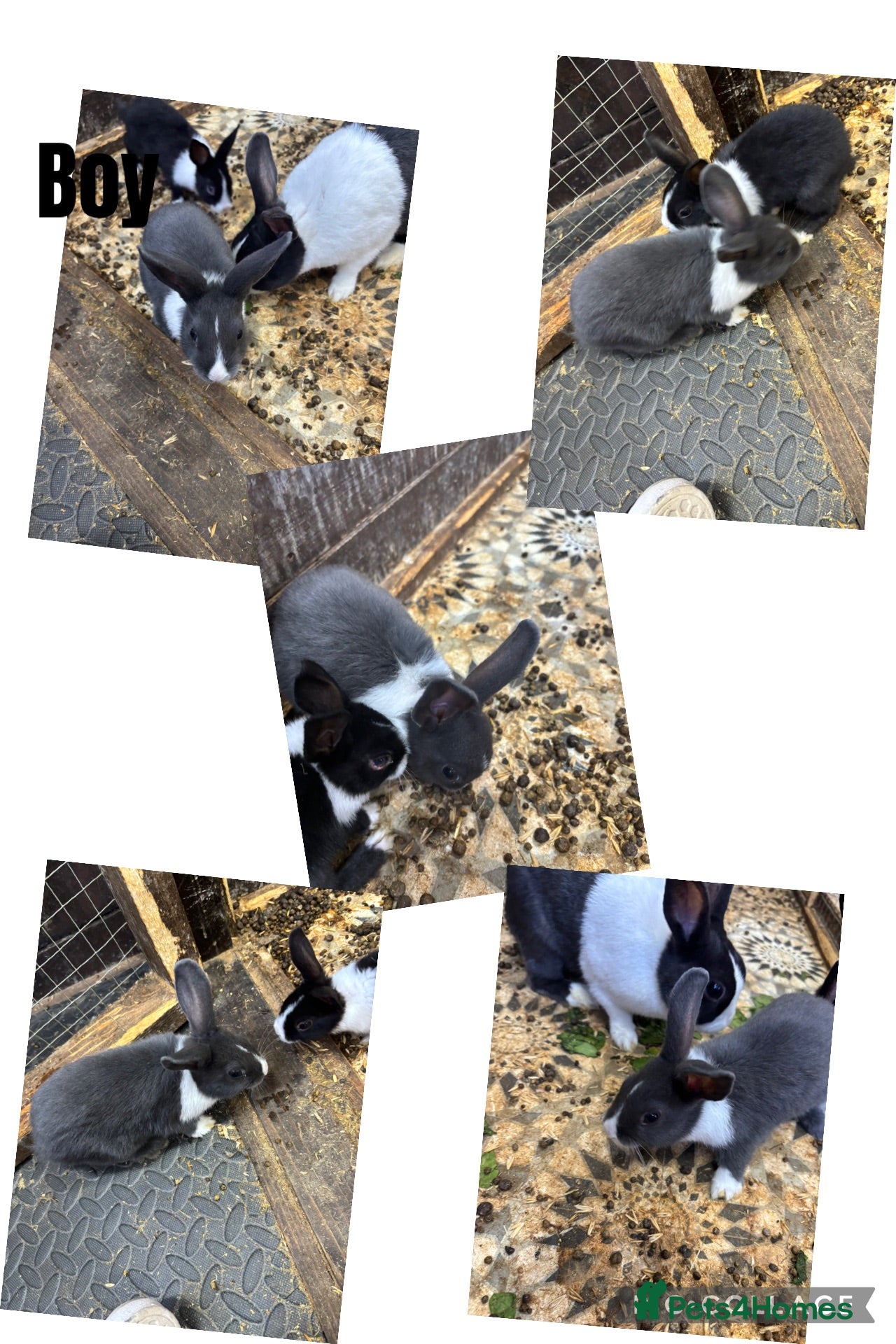 Dutch rabbits 🐰 Mixed Dutch Baby Rabbits for Sale 🐰 - Advert 1