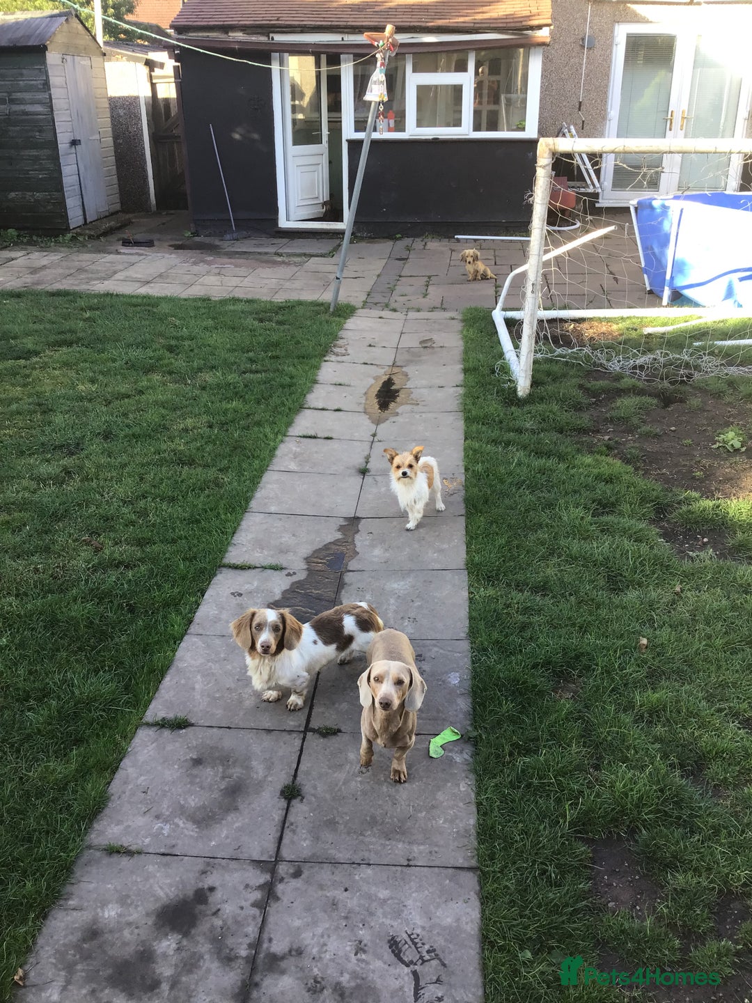 Miniature Dachshund dogs for stud: Isabella carrying long  - Advert 2