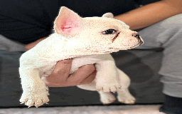 French Bulldog dogs for sale: French Bulldog Puppies for Sale Top Quality,  - Image 11