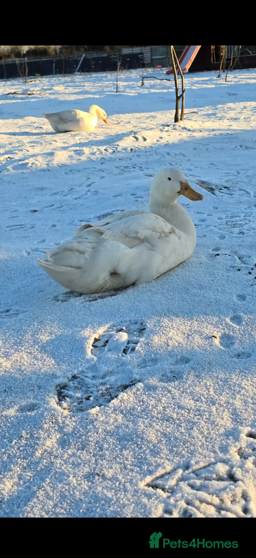 Geese poultry for sale: 4 geese & 2 ducks  in Doncaster - Advert 6