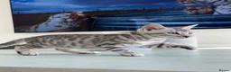 Bengal cats for sale: ✨NEW✨ TICA Pedigree Championship Bengal Kittens - Advert 15