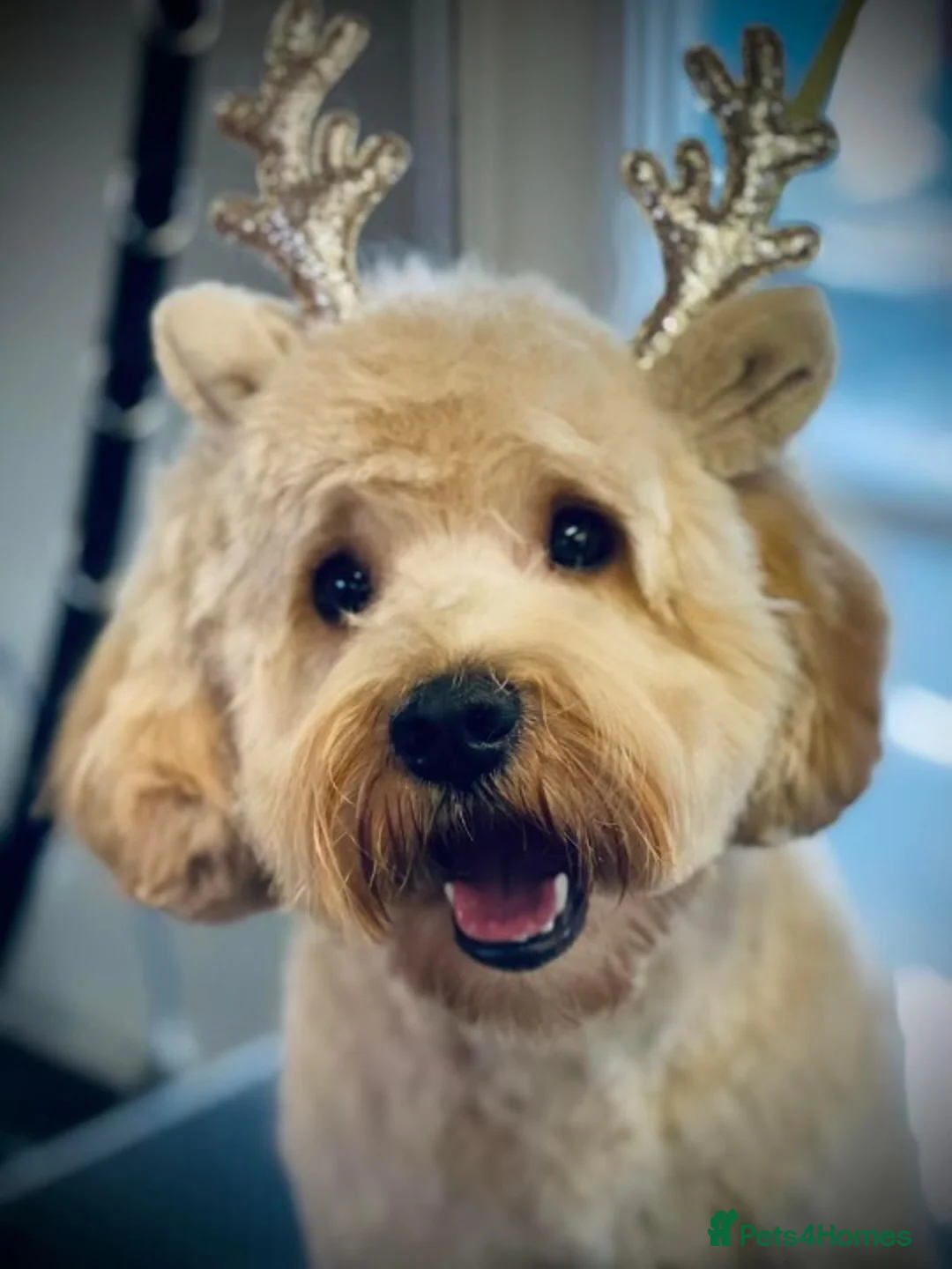 Cavapoo dogs for stud: F1 PROVEN Toy Cavapoo DNA Clear stud in Stafford - Advert 33