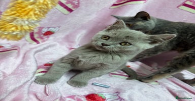 British Shorthair cats - Advert 12