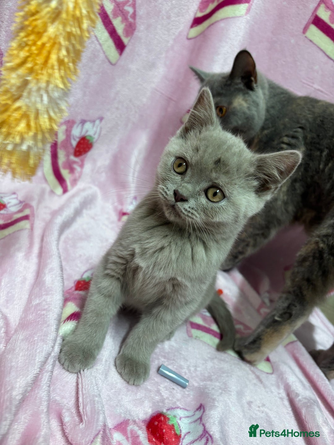 British Shorthair cats for sale: Rainbow litter 🤩🤩💕💕🌈🌈 - Image 2