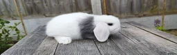Mini Lop rabbits for sale: Mini Lop bunnies Pure Breed  - Advert 15
