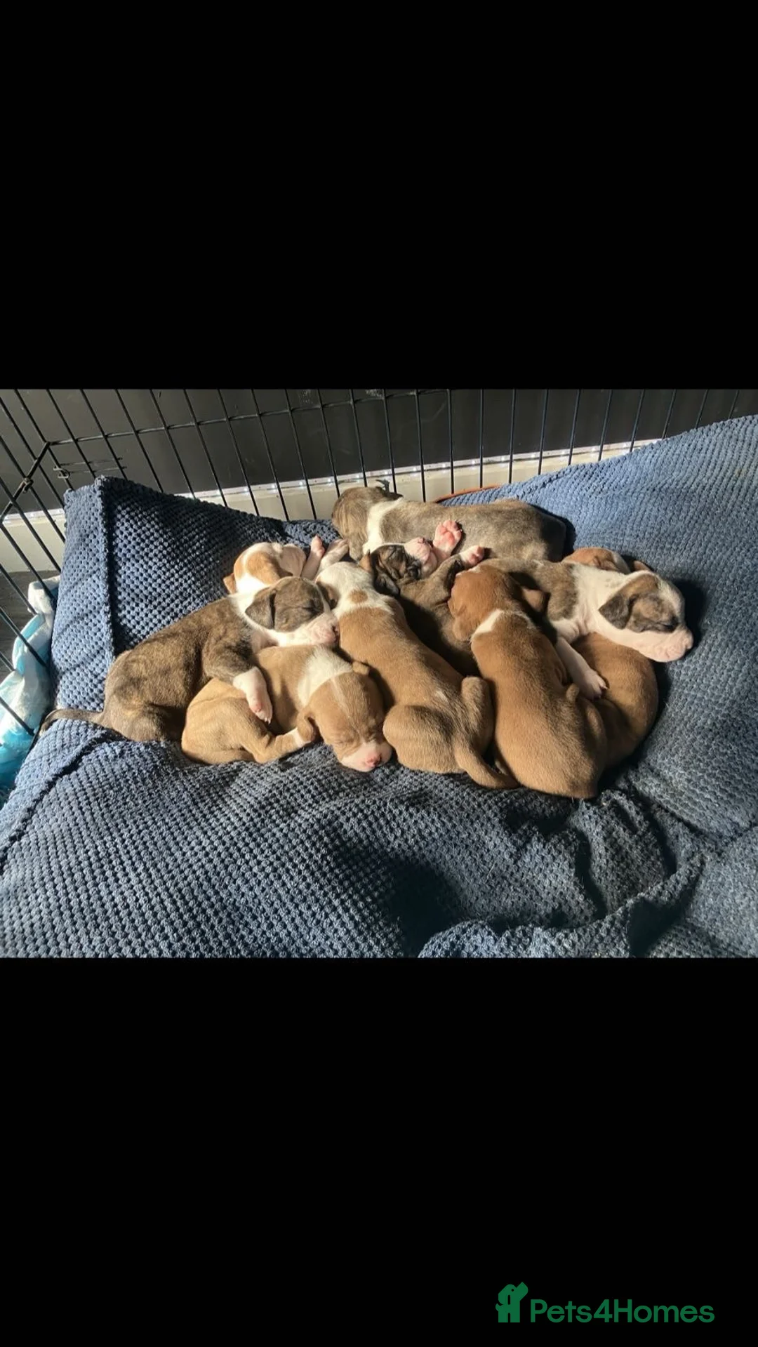 Mixed Breed dogs for sale: Beautiful litter - Advert 8