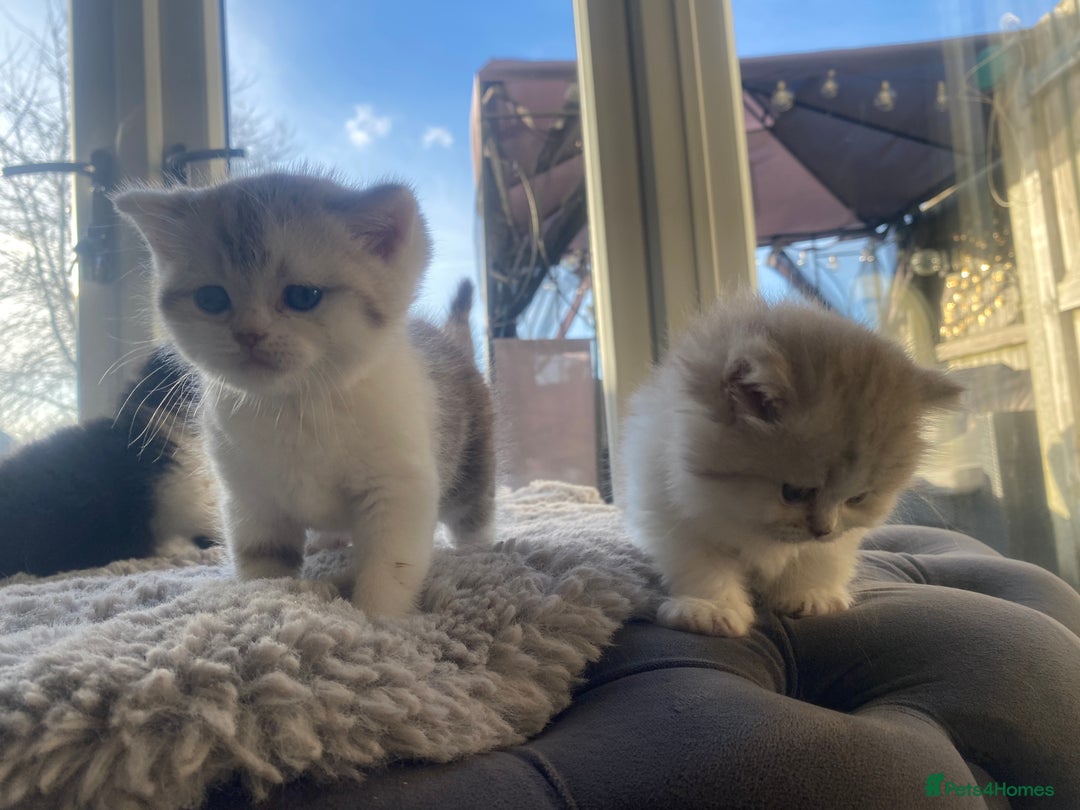 British Shorthair cats for sale: British shorthair longhair TICA boys tabby bio - Advert 8