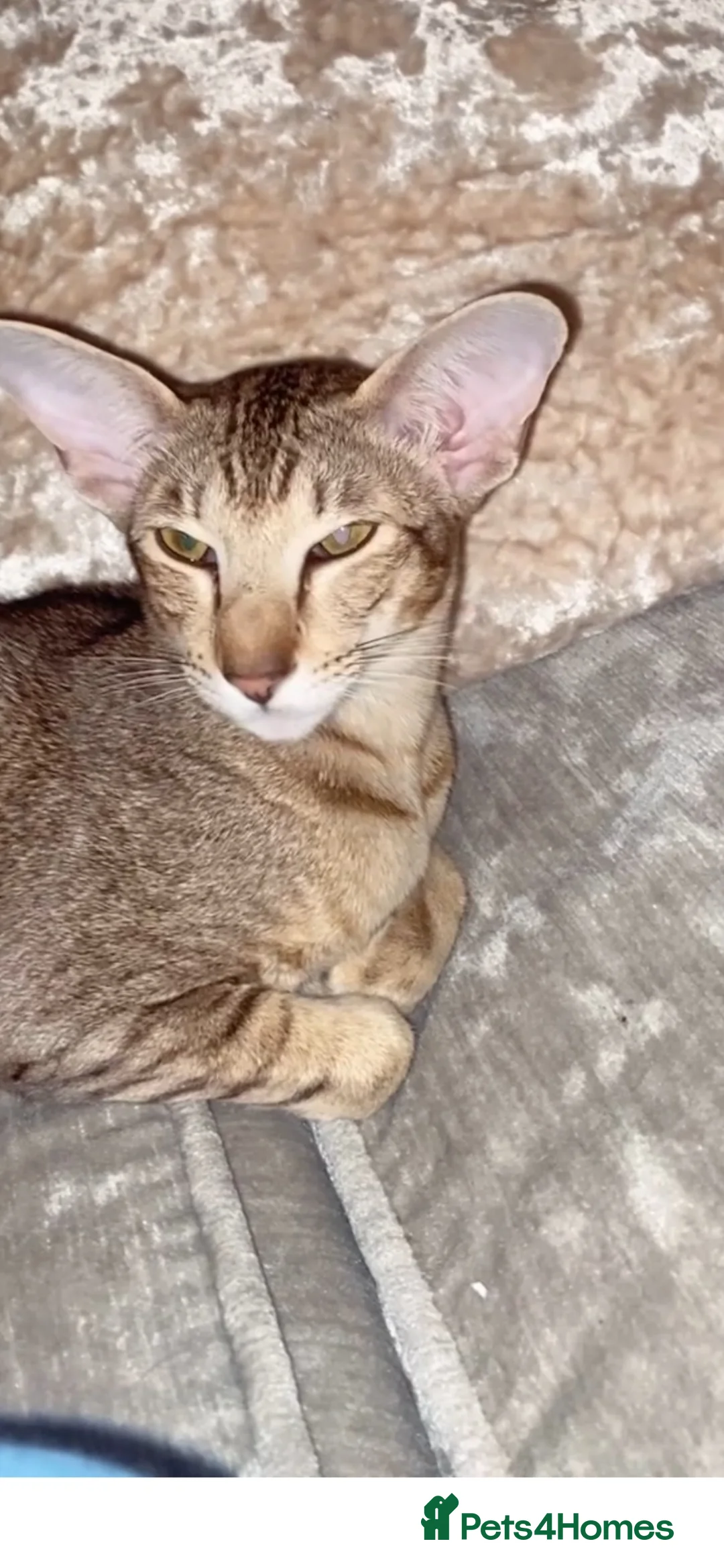 Oriental cats for sale: Oriental Brown ticked tabby  - Advert 2