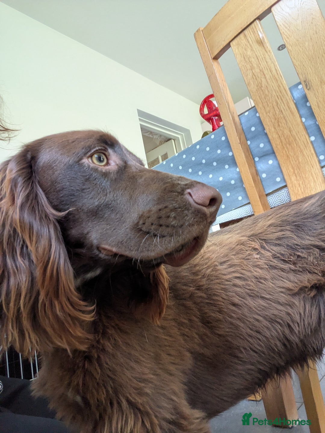 Cocker Spaniel dogs for sale: * * 6 month old male Cocker Spaniel * * - Image 6
