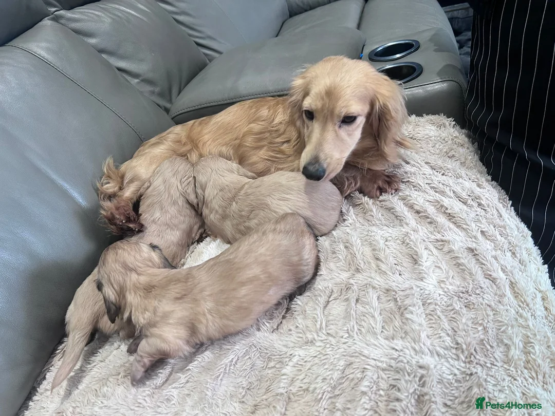 Dachshund dogs for sale: Longhaired KC registered cream amazing bloodline  in Southsea - Advert 11