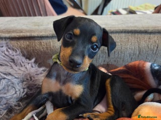 English Toy Terrier dogs Grayswish English toy terriers - Advert 1