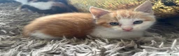 Mixed Breed cats for sale: 2 gorgeous kittens!! - Advert 8
