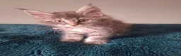 Maine Coon cats for sale: TICA registered Maine coon kittens - Advert 18
