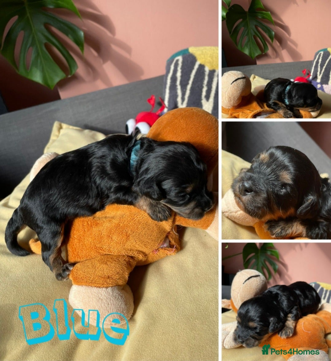 Cavapoochon dogs Gorgeous Toy Cavapoochon puppies  - Advert 2