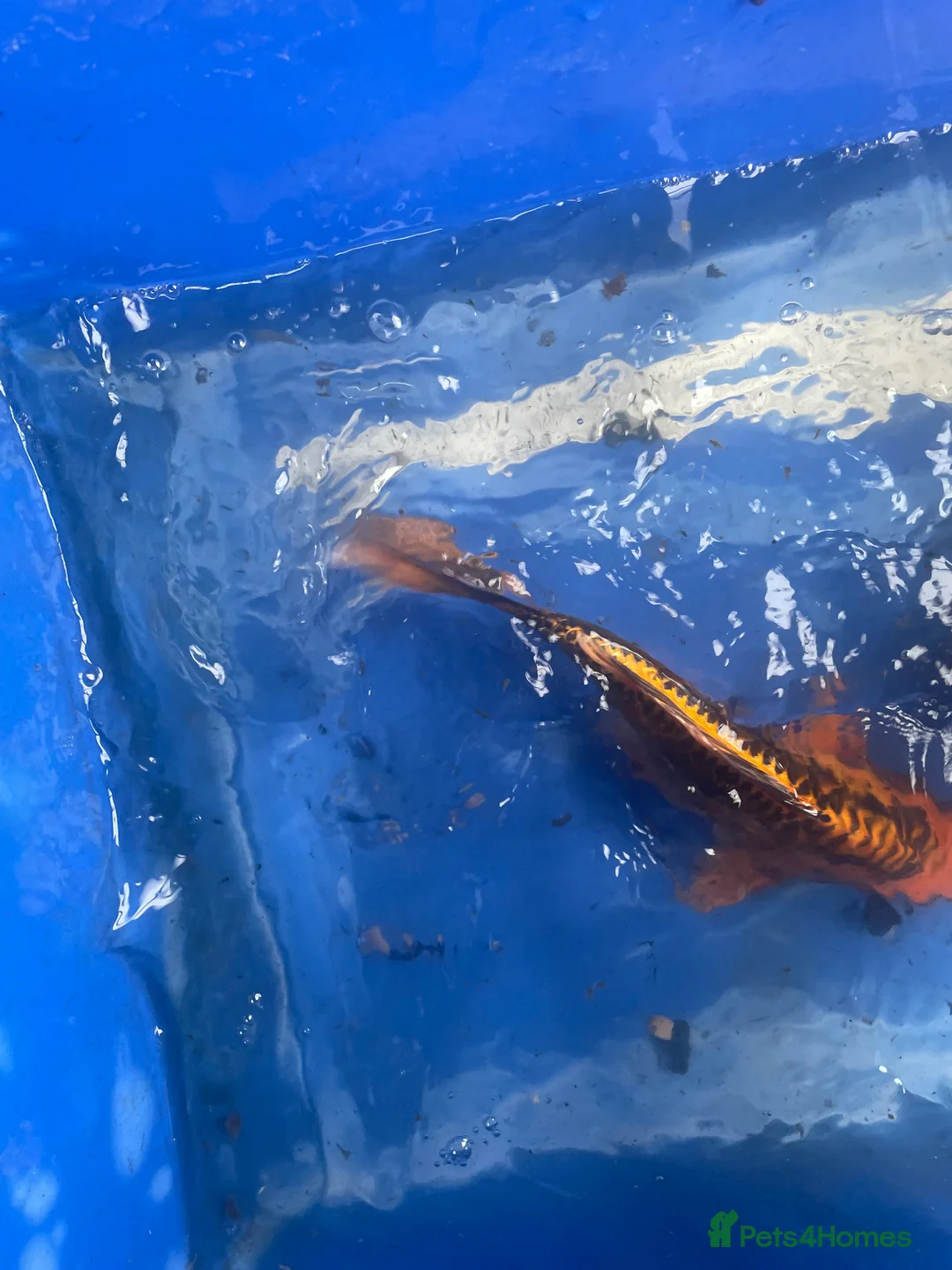 Koi Carp fish for sale: Koi carp and butterfly koi  - Advert 32