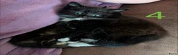 Mixed Breed cats for sale: 4 Ragoll-cross kittens available  - Advert 3