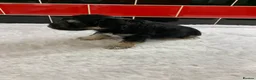 Miniature Schnauzer dogs for sale: 5* Licensed KC Small Miniature Schnauzer Litter  - Advert 25