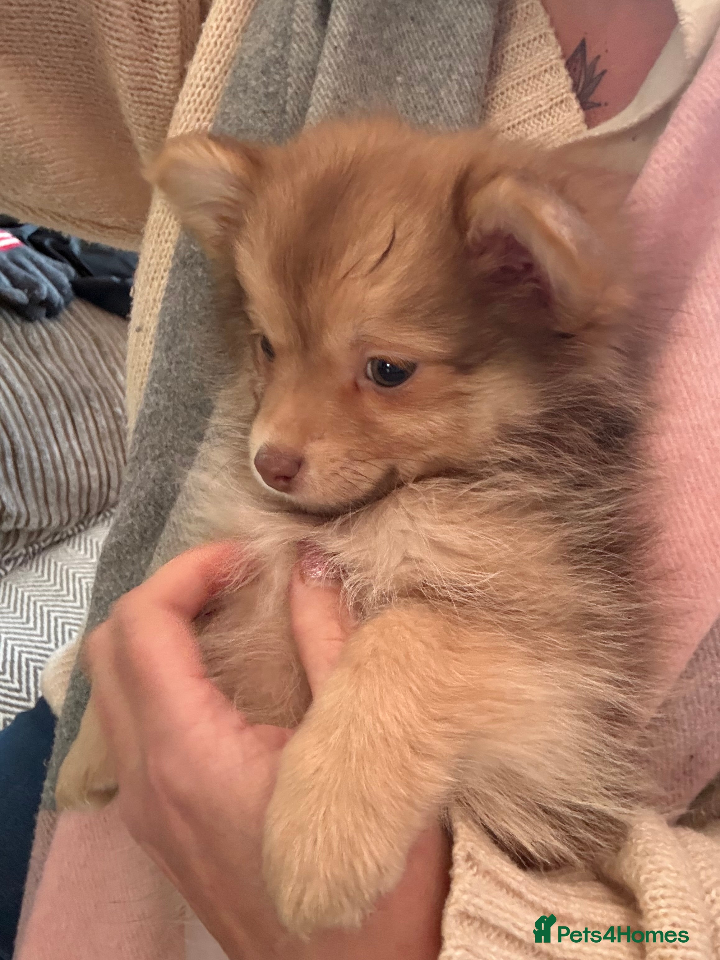 Pomchi dogs One beautiful boy still available  - Advert 4