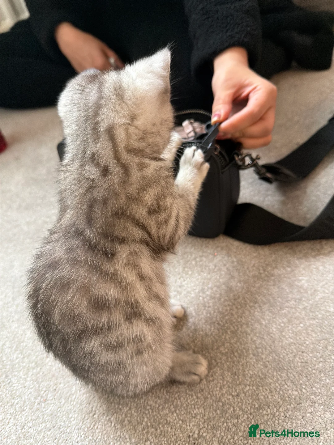 British Shorthair cats for sale: Silver British shorthair kitten - Advert 3